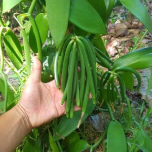 Bourbon Vanilla - Premium 16-18 cm - Image 2